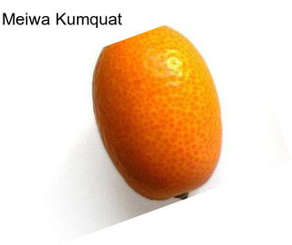 Meiwa Kumquat