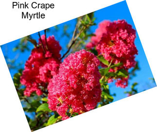 Pink Crape Myrtle