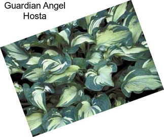 Guardian Angel Hosta