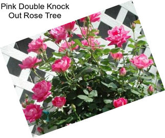 Pink Double Knock Out Rose Tree