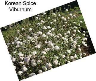 Korean Spice Viburnum