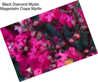 Black Diamond Mystic Magentatm Crape Myrtle