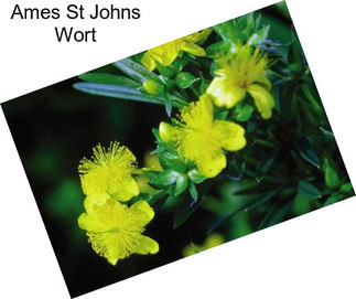 Ames St Johns Wort