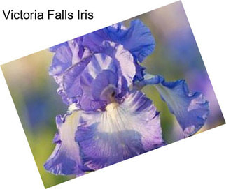 Victoria Falls Iris