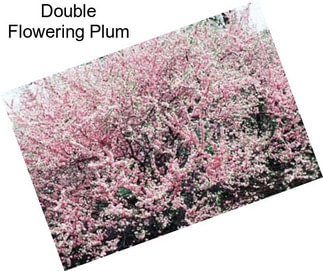 Double Flowering Plum