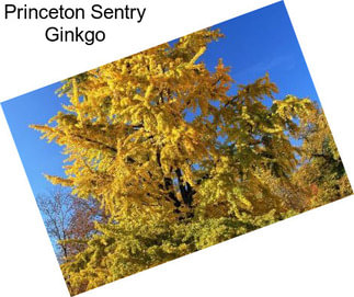 Princeton Sentry Ginkgo