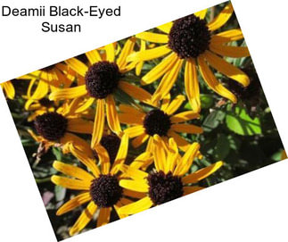 Deamii Black-Eyed Susan