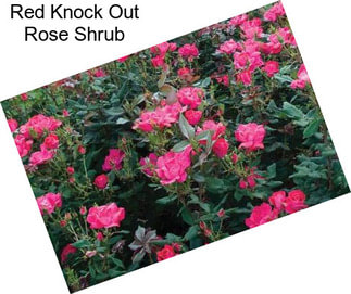 Red Knock Out Rose Shrub