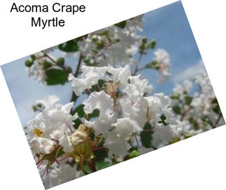 Acoma Crape Myrtle