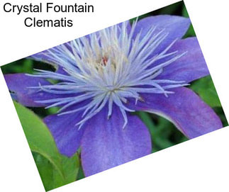 Crystal Fountain Clematis