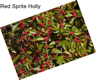 Red Sprite Holly