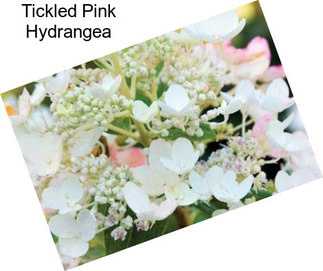 Tickled Pink Hydrangea