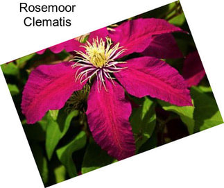 Rosemoor Clematis