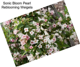 Sonic Bloom Pearl Reblooming Weigela