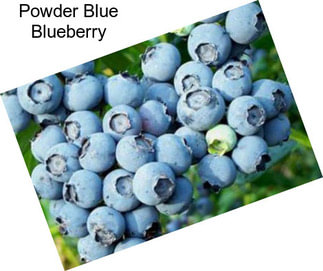 Powder Blue Blueberry