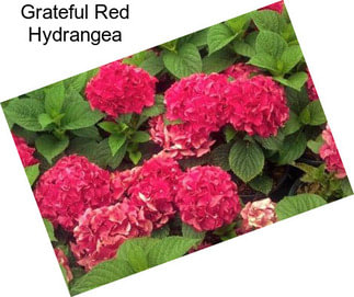 Grateful Red Hydrangea