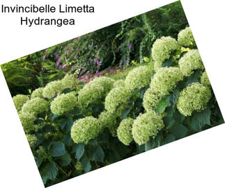 Invincibelle Limetta Hydrangea