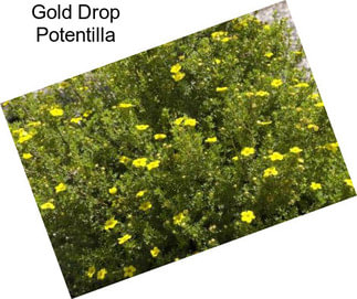 Gold Drop Potentilla