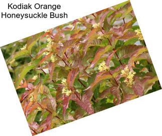 Kodiak Orange Honeysuckle Bush