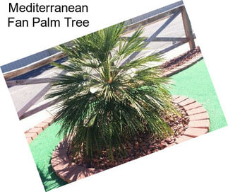 Mediterranean Fan Palm Tree