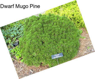 Dwarf Mugo Pine