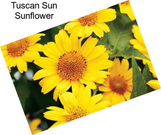 Tuscan Sun Sunflower