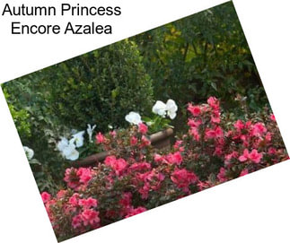 Autumn Princess Encore Azalea