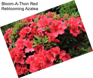 Bloom-A-Thon Red Reblooming Azalea