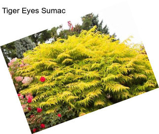 Tiger Eyes Sumac