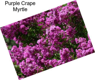 Purple Crape Myrtle