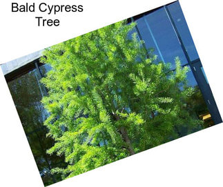 Bald Cypress Tree