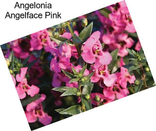 Angelonia Angelface Pink