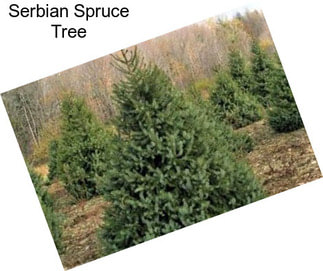 Serbian Spruce Tree