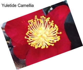 Yuletide Camellia