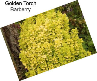 Golden Torch Barberry