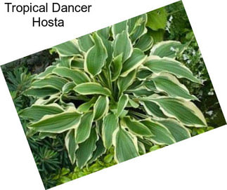 Tropical Dancer Hosta