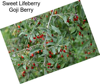 Sweet Lifeberry Goji Berry