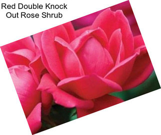 Red Double Knock Out Rose Shrub