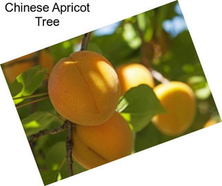 Chinese Apricot Tree
