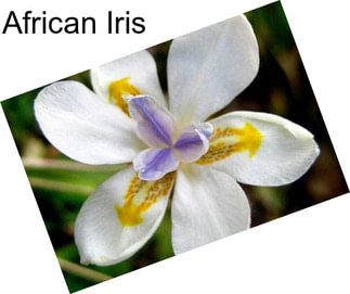 African Iris