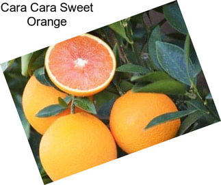 Cara Cara Sweet Orange