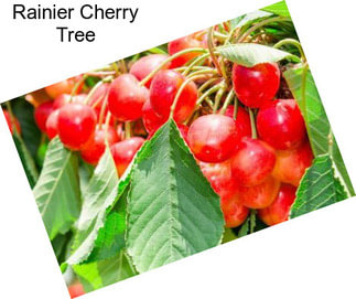 Rainier Cherry Tree