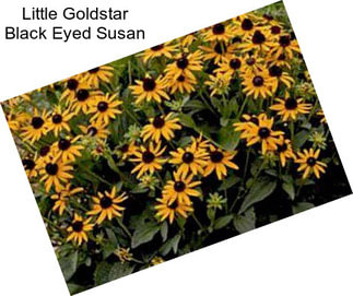 Little Goldstar Black Eyed Susan