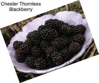 Chester Thornless Blackberry