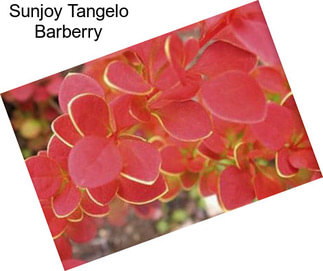 Sunjoy Tangelo Barberry