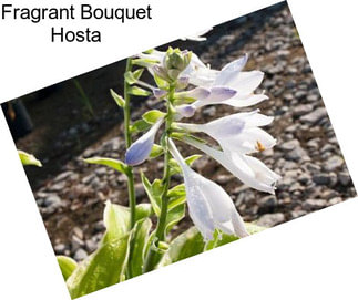 Fragrant Bouquet Hosta