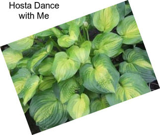 Hosta Dance with Me