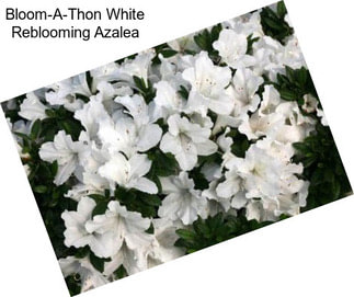 Bloom-A-Thon White Reblooming Azalea