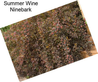 Summer Wine Ninebark