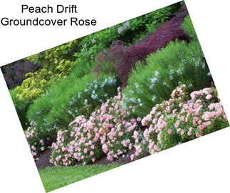 Peach Drift Groundcover Rose